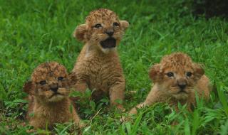 深圳长隆动物园门票是多少 深圳动物园门票团购