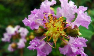 痒痒树是什么植物