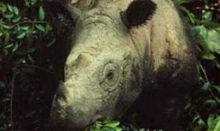 2017年全球野生老虎有几只 村民养17只濒危老虎