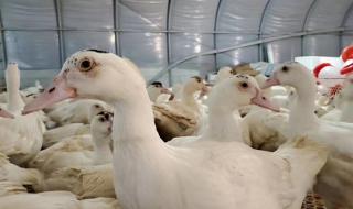 母鸭在没有公鸭的情况下会下蛋吗 一只母鸭误入公鸭群