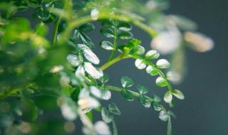 清香木的功效和作用