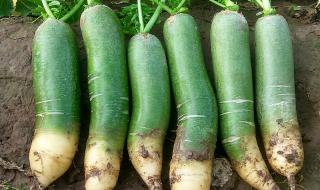 沙窝萝卜几月份上市